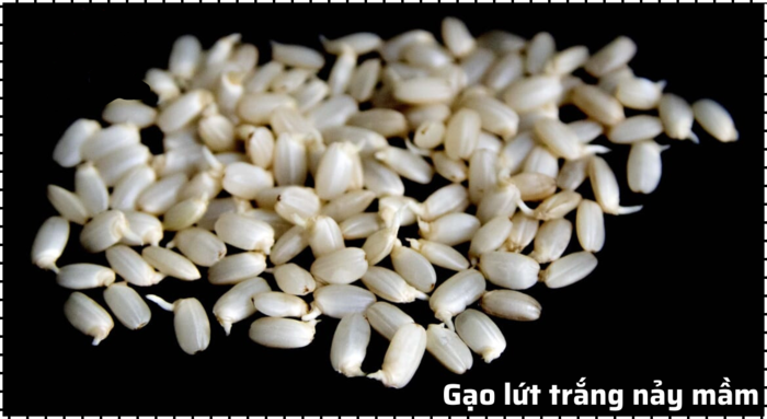 hạt gạo lứt trắng được cho nẩy mầm