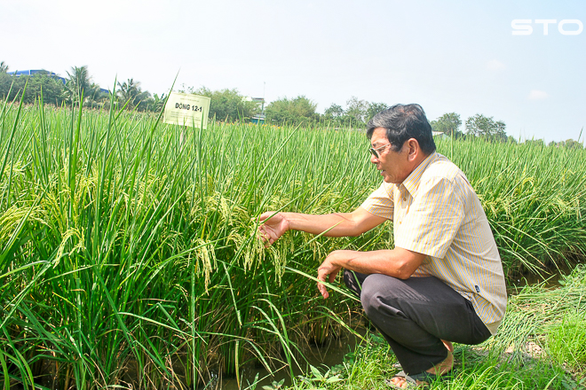 Kỹ sư Hồ Quang Cua bên cánh đồng lúa ST25 