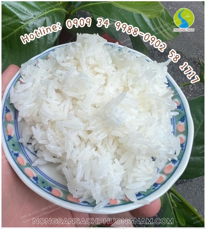 Cơm gạo st25 ruộng tôm vụ lúa mới 