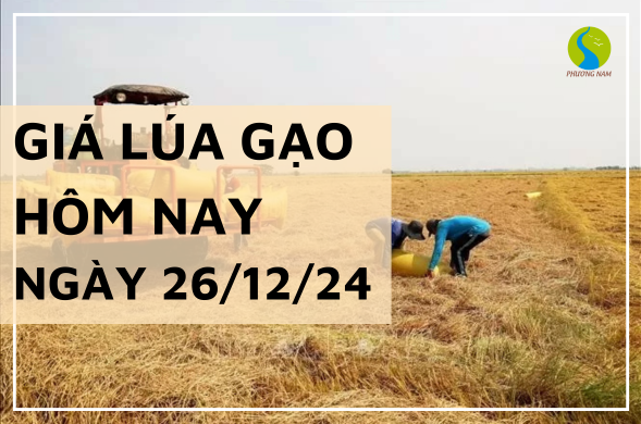 Giá lúa gạo hôm nay ngày 26/12/2024