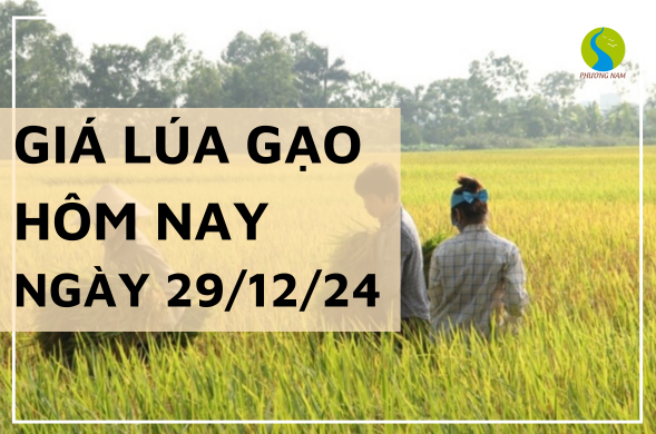 Giá lúa gạo hôm nay ngày 29/12/2024