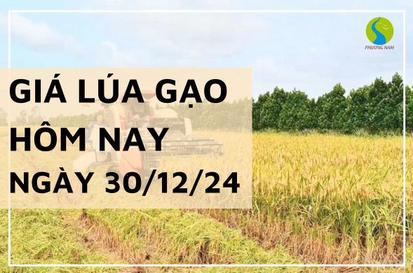 Giá lúa gạo hôm nay ngày 30/12/2024