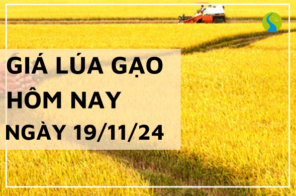 Giá lúa gạo hôm nay ngày 19/11/2024 