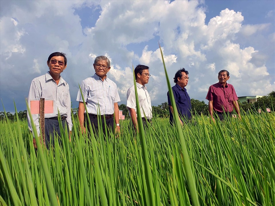 Đồng ruộng sản xuất lúa giống ST25 tại huyện Mỹ Xuyên, tỉnh Sóc Trăng