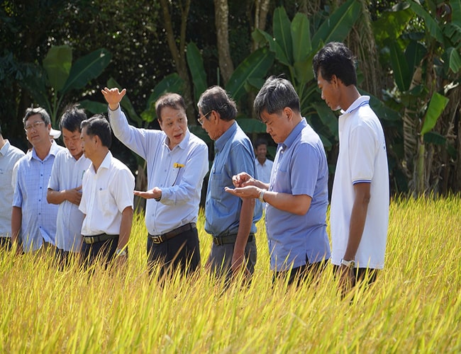 Vùng nào trồng lúa ST25 đạt 90 triệu đồng/ha, cho ra gạo vừa ngon, vừa thơm