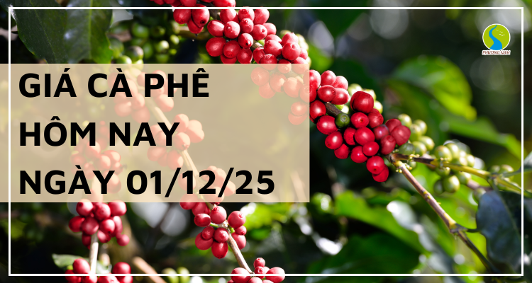 Giá Cà Phê Hôm Nay 01/11/2025: Thị Trường Lặng Sóng, Giao Dịch Ở Mốc 111.000 – 112.300 đồng/kg