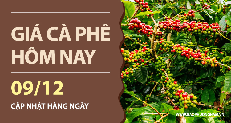 gia-ca-phe-hom-nay-09122025-thi-truong-noi-dia-mat-hon-2000-dongkg