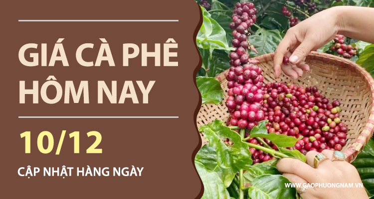 gia-ca-phe-hom-nay-10122025-trong-nuoc-giam-sau-the-gioi-bat-tang-tro-lai