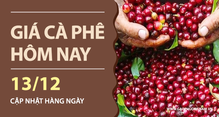 gia-ca-phe-hom-nay-13-12-2025-dong-loat-sut-giam-sau-trong-nuoc-mat-moc-100000-dong-kg