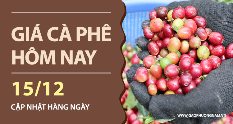 gia-ca-phe-hom-nay-15122025-trong-nuoc-tiep-tuc-giam-sau-gia-lui-sat-97000-dongkg