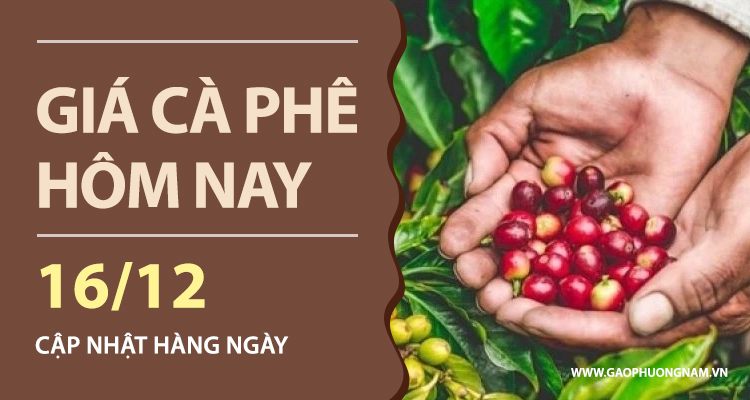 gia-ca-phe-hom-nay-16-12-2025-trong-nuoc-tiep-tuc-lao-doc-mat-sau-moc-95000-dongkg