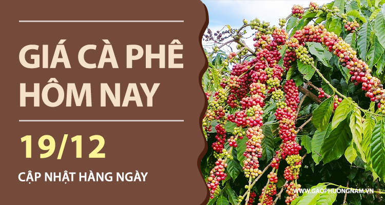 gia-ca-phe-hom-nay-19-12-2025-da-giam-chua-dung-thi-truong-noi-dia-tiep-tuc-dieu-chinh