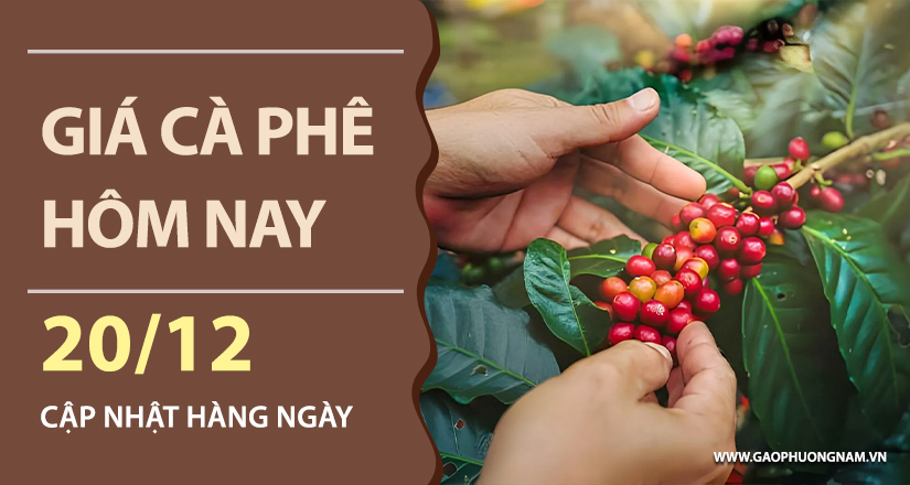 gia-ca-phe-hom-nay-20122025-noi-dia-bat-tang-lay-lai-moc-90000-dongkg