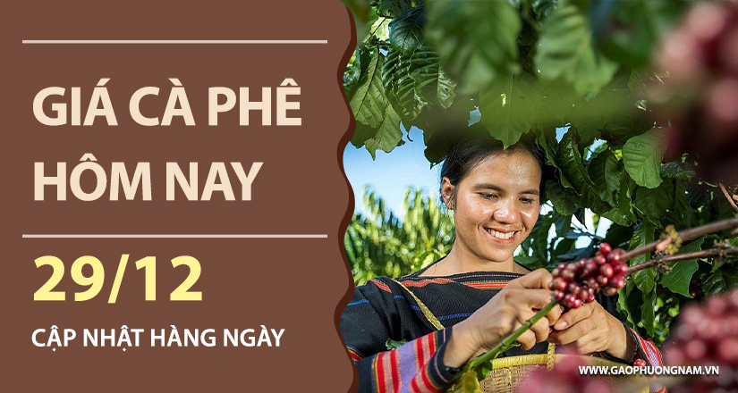 gia-ca-phe-hom-nay-29122025-dau-tuan-giam-sau-thi-truong-noi-dia-lui-duoi-moc-97000-dongkg