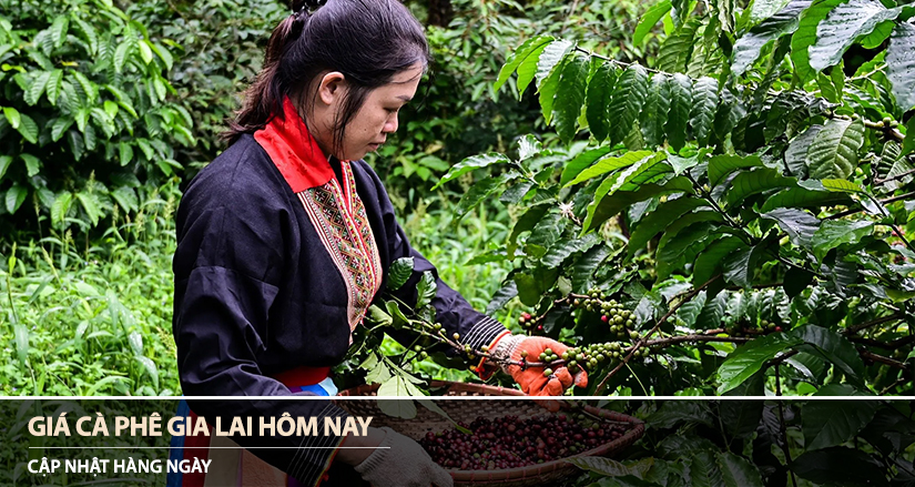 Giá cà phê Gia Lai hôm nay
