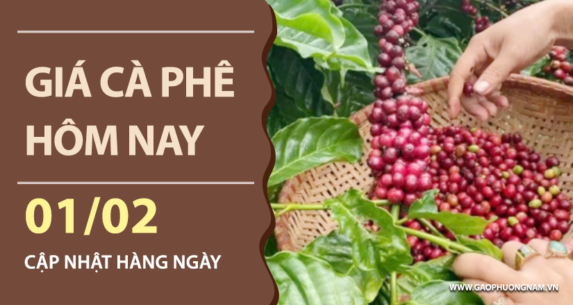 gia-ca-phe-hom-nay-ngay-01-02-2026