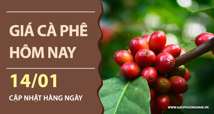 gia-ca-phe-hom-nay-ngay-14-01-2026