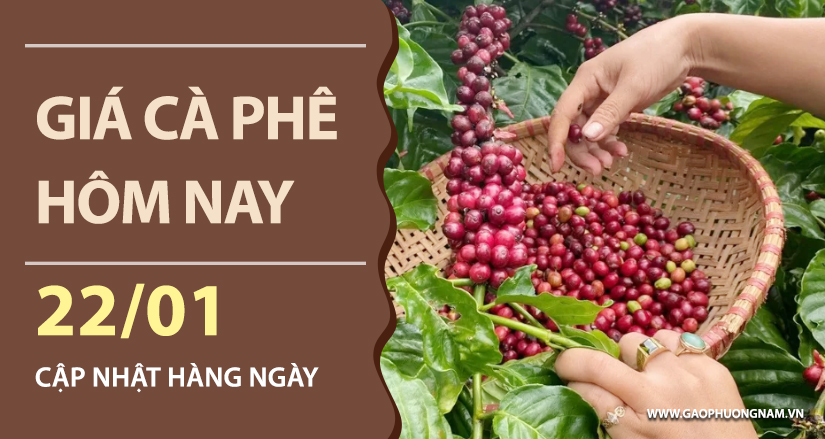 gia-ca-phe-hom-nay-ngay-22-01-2026