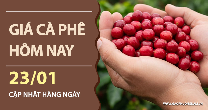gia-ca-phe-hom-nay-ngay-23-01-2026
