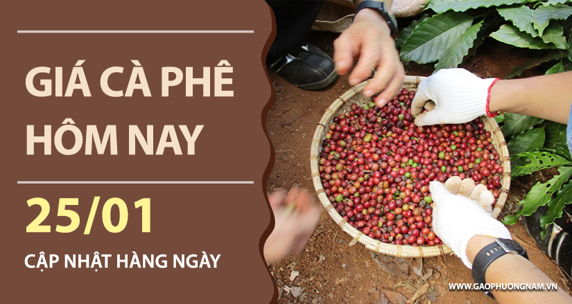 gia-ca-phe-hom-nay-ngay-25-01-2026