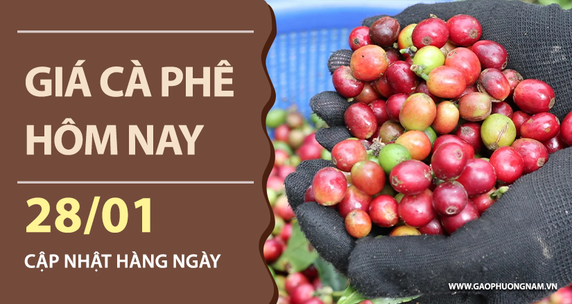 gia-ca-phe-hom-nay-ngay-28-01-2026