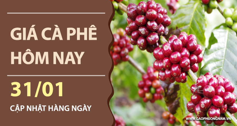 gia-ca-phe-hom-nay-ngay-31-01-2026