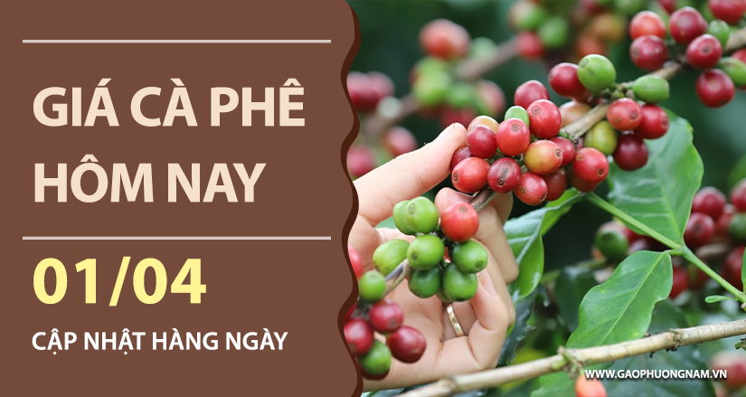 gia-ca-phe-hom-nay-ngay-01-04-2026