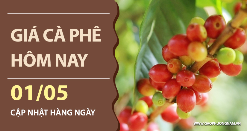 gia-ca-phe-hom-nay-ngay-01-05-2026