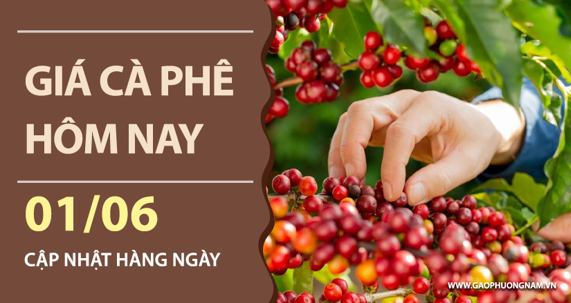 gia-ca-phe-hom-nay-ngay-01-06-2026