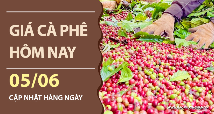 gia-ca-phe-hom-nay-ngay-05-06-2026