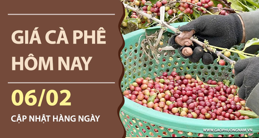 gia-ca-phe-hom-nay-ngay-06-02-2026