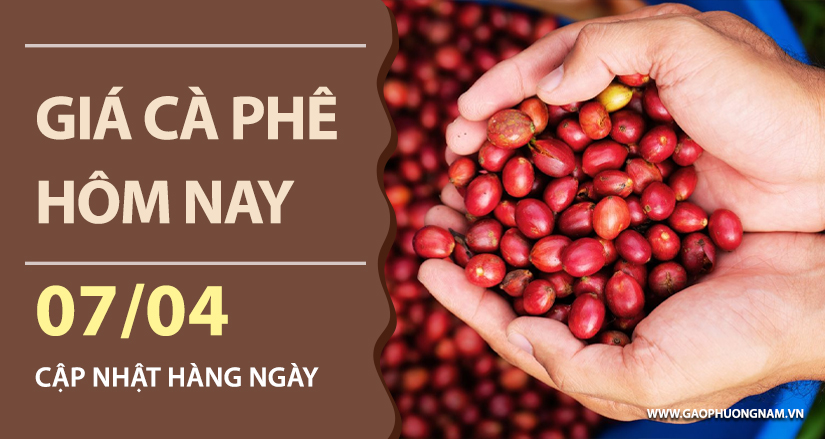 gia-ca-phe-hom-nay-ngay-07-04-2026