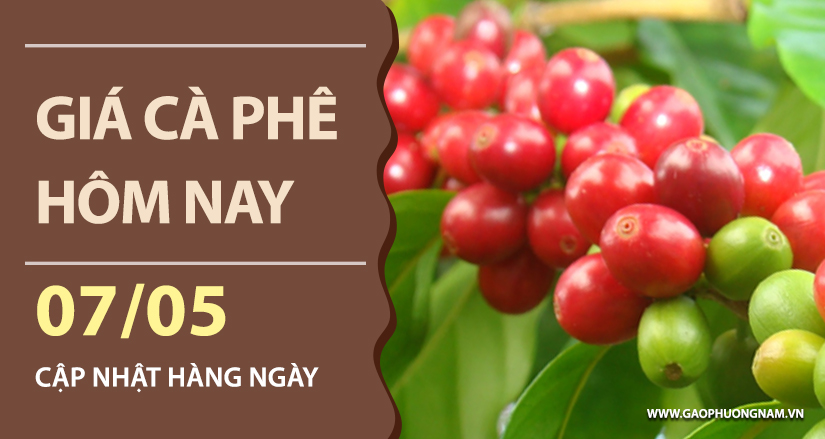 gia-ca-phe-hom-nay-ngay-07-05-2026