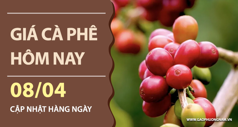 gia-ca-phe-hom-nay-ngay-08-04-2026