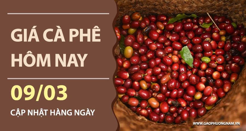 gia-ca-phe-hom-nay-ngay-09-03-2026