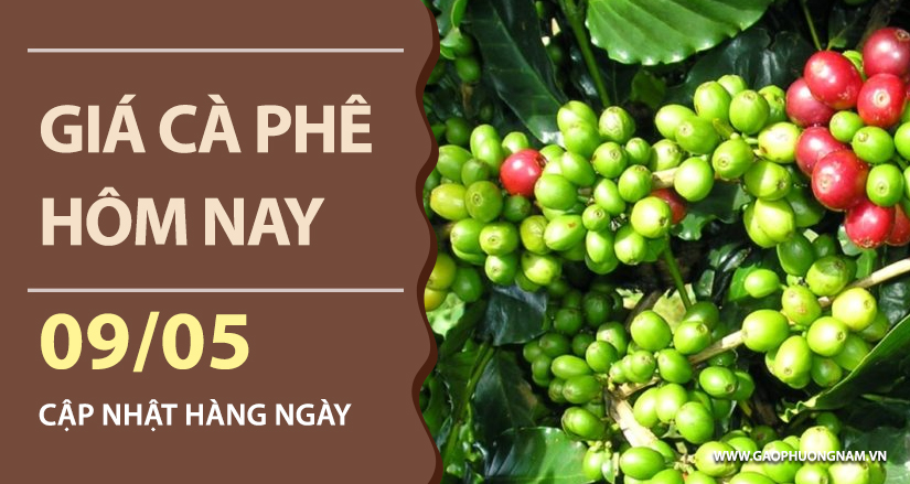 gia-ca-phe-hom-nay-ngay-09-05-2026