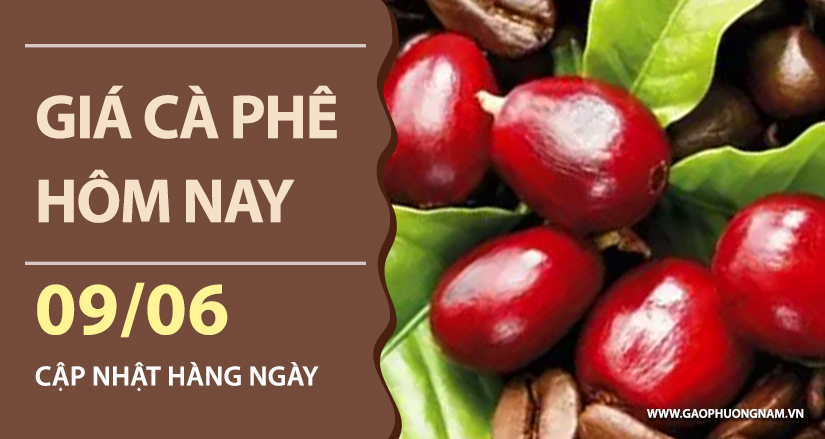 gia-ca-phe-hom-nay-ngay-09-06-2026