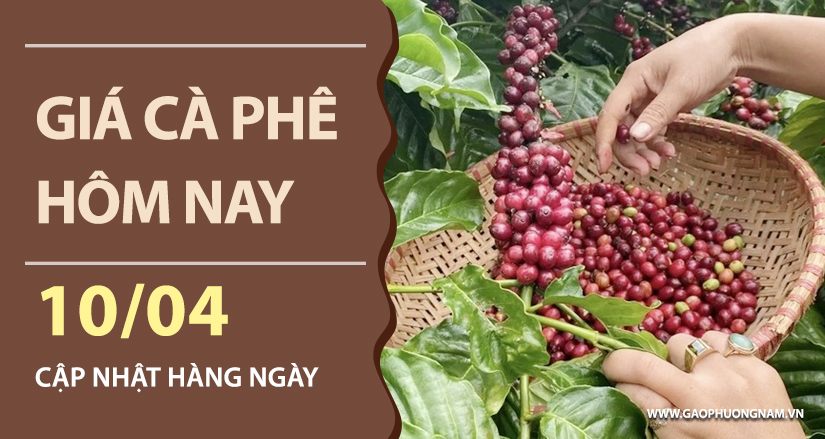 gia-ca-phe-hom-nay-ngay-10-04-2026