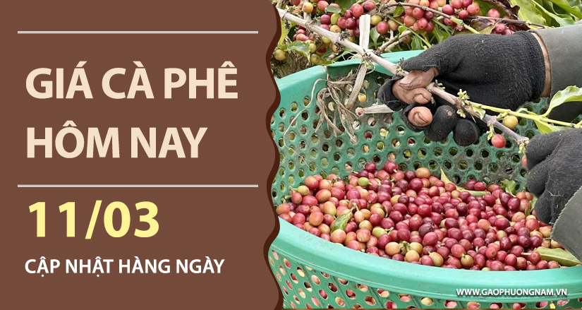 gia-ca-phe-hom-nay-ngay-11-03-2026