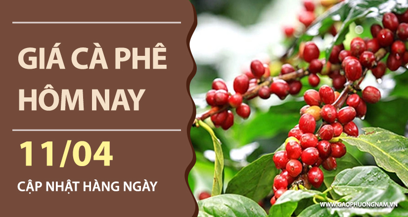gia-ca-phe-hom-nay-ngay-11-04-2026