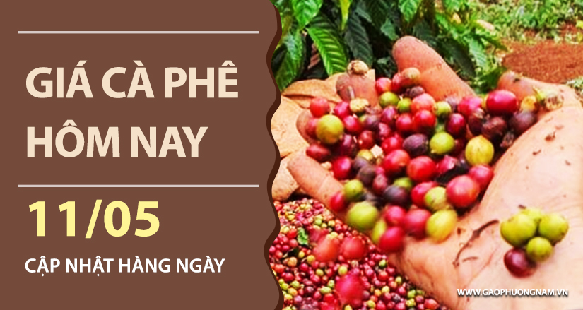 gia-ca-phe-hom-nay-ngay-11-05-2026