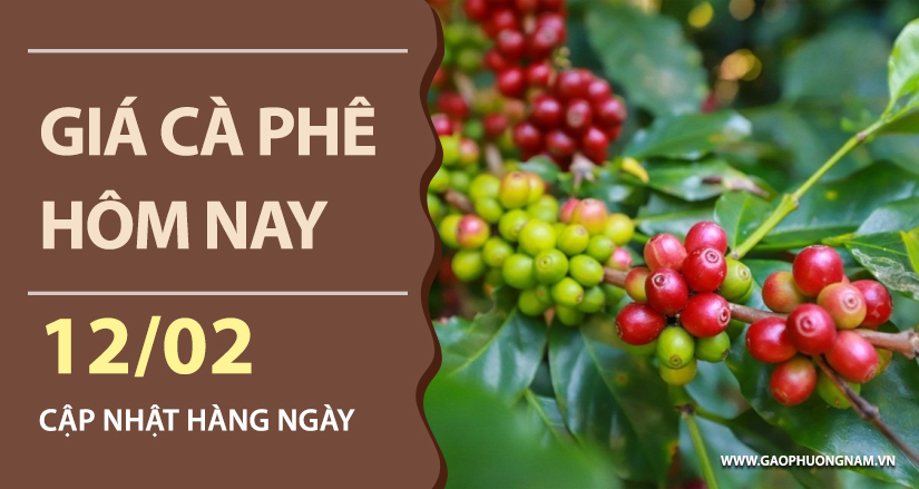 gia-ca-phe-hom-nay-ngay-12-02-2026