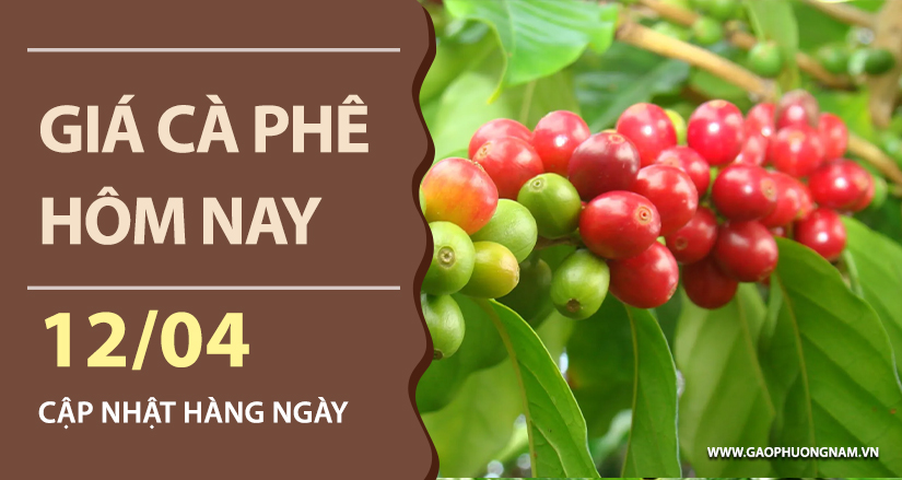gia-ca-phe-hom-nay-ngay-12-04-2026