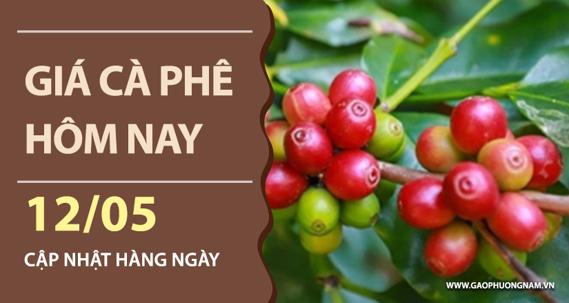gia-ca-phe-hom-nay-ngay-12-05-2026