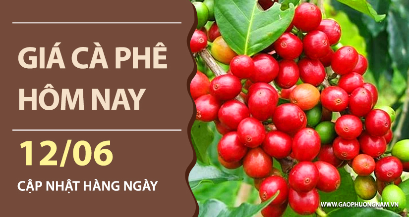 gia-ca-phe-hom-nay-ngay-12-06-2026