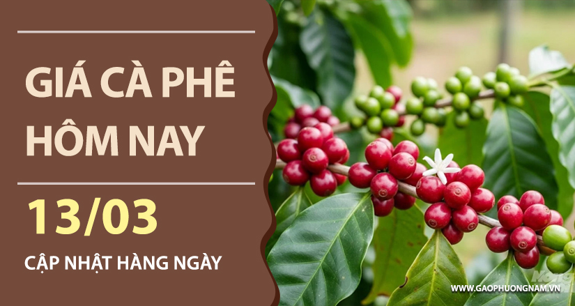 gia-ca-phe-hom-nay-ngay-13-03-2026