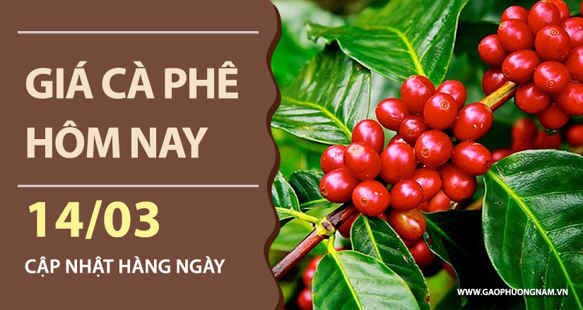 gia-ca-phe-hom-nay-ngay-14-03-2026