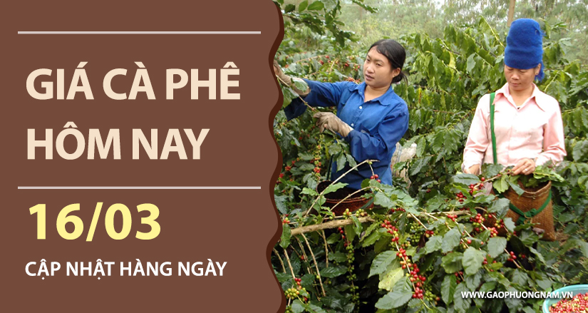 gia-ca-phe-hom-nay-ngay-16-03-2026