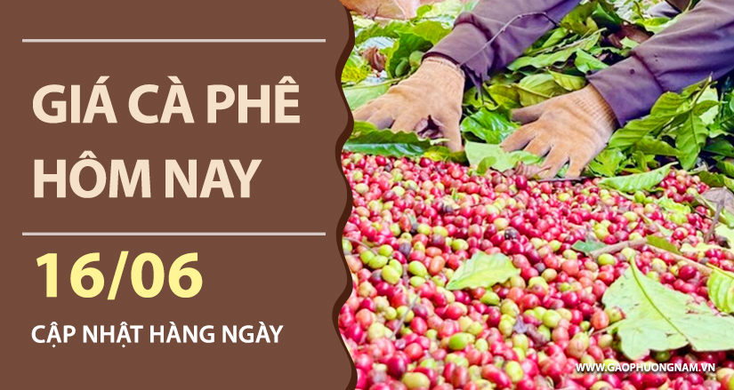 gia-ca-phe-hom-nay-ngay-16-06-2026
