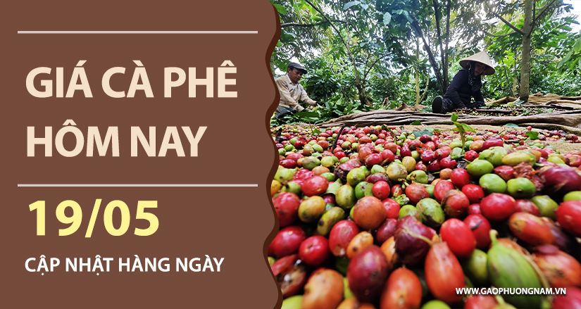 gia-ca-phe-hom-nay-ngay-19-05-2026
